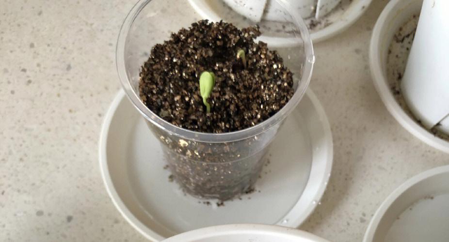 苹果种子怎么种？橙子种子怎么种？