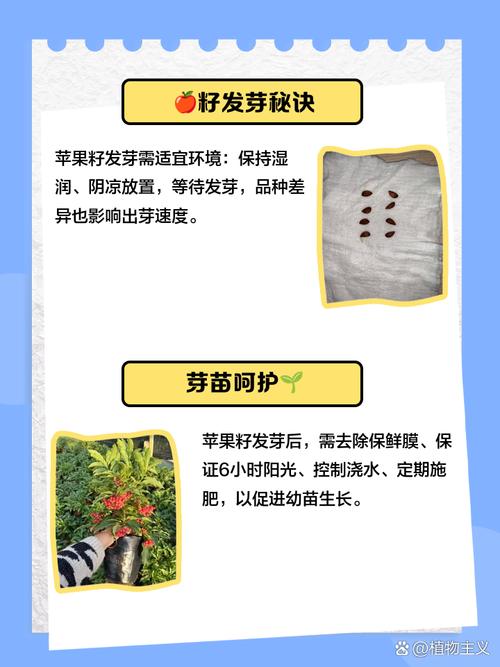 苹果种子怎么种？橙子种子怎么种？-第4张图片-优品飞百科