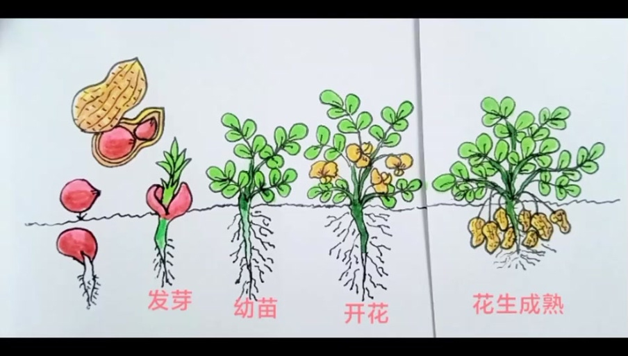 苹果种子怎么种？橙子种子怎么种？-第5张图片-优品飞百科