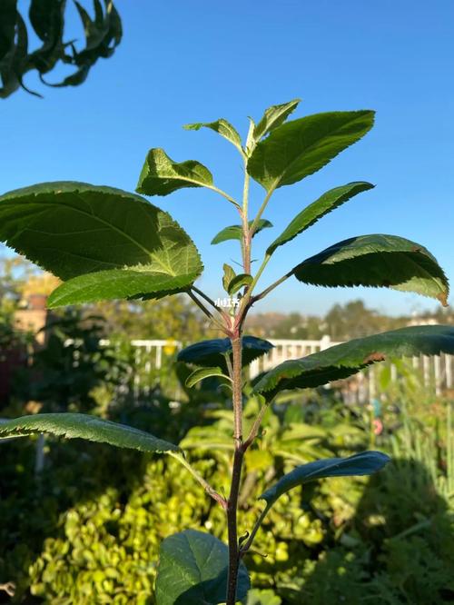 苹果种子怎么种？橙子种子怎么种？-第6张图片-优品飞百科