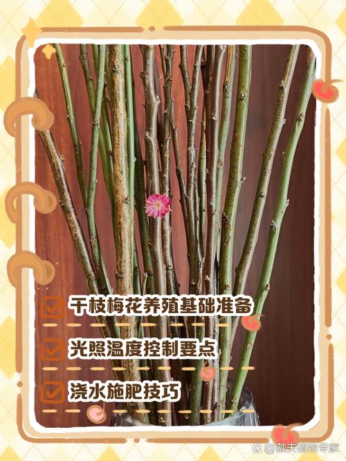 干枝梅怎么养，刚买的干枝梅怎么养-第2张图片-优品飞百科