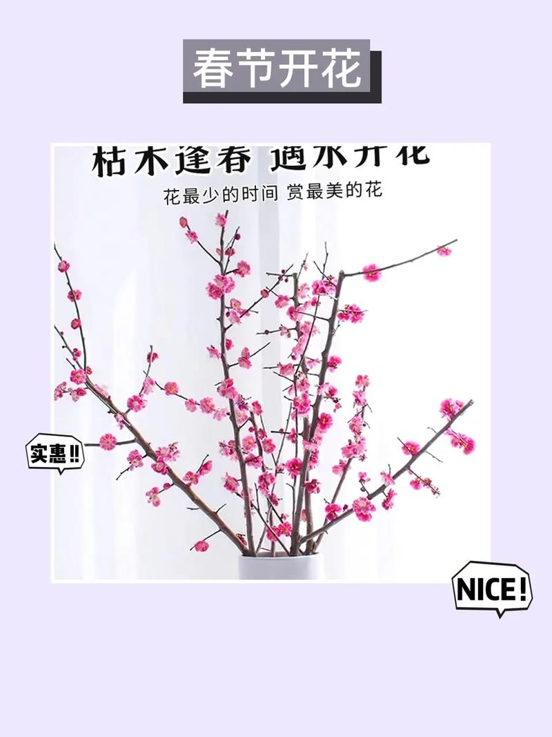 干枝梅怎么养，刚买的干枝梅怎么养-第6张图片-优品飞百科