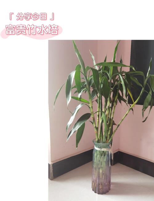 富贵竹怎么水养，新买的富贵竹怎么水养