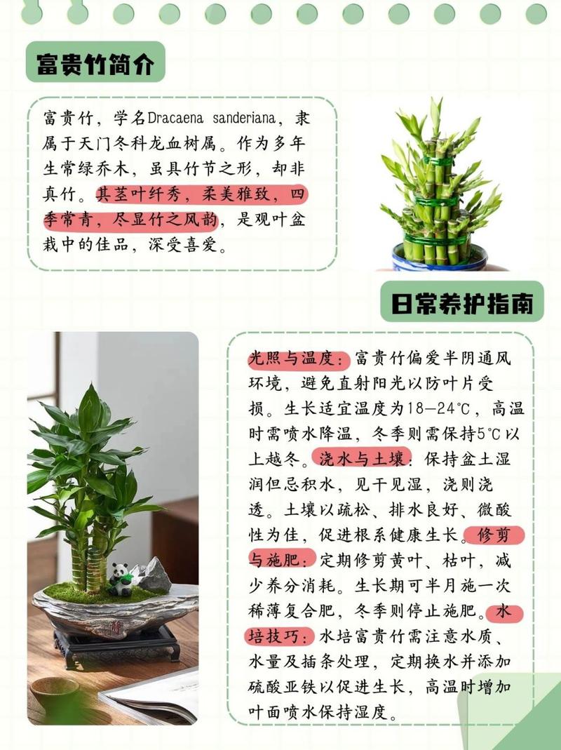 富贵竹怎么水养，新买的富贵竹怎么水养-第2张图片-优品飞百科