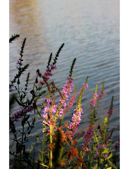 千屈菜怎么养，千屈菜如何种植