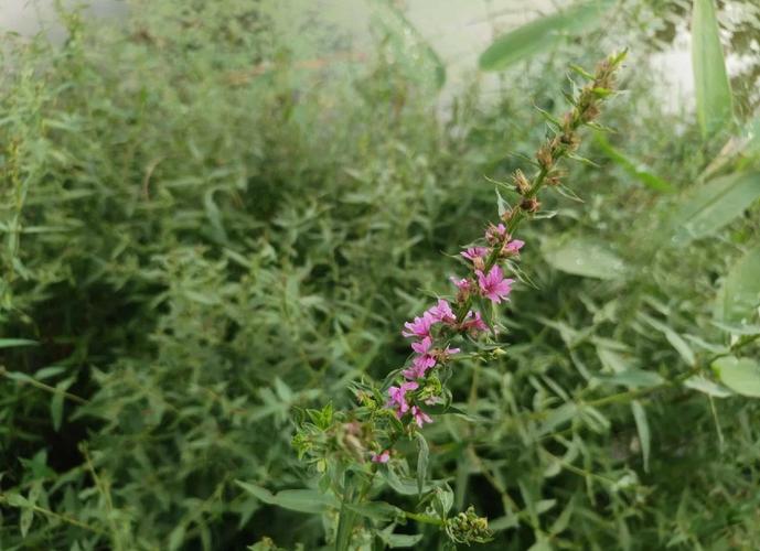 千屈菜怎么养，千屈菜如何种植-第3张图片-优品飞百科