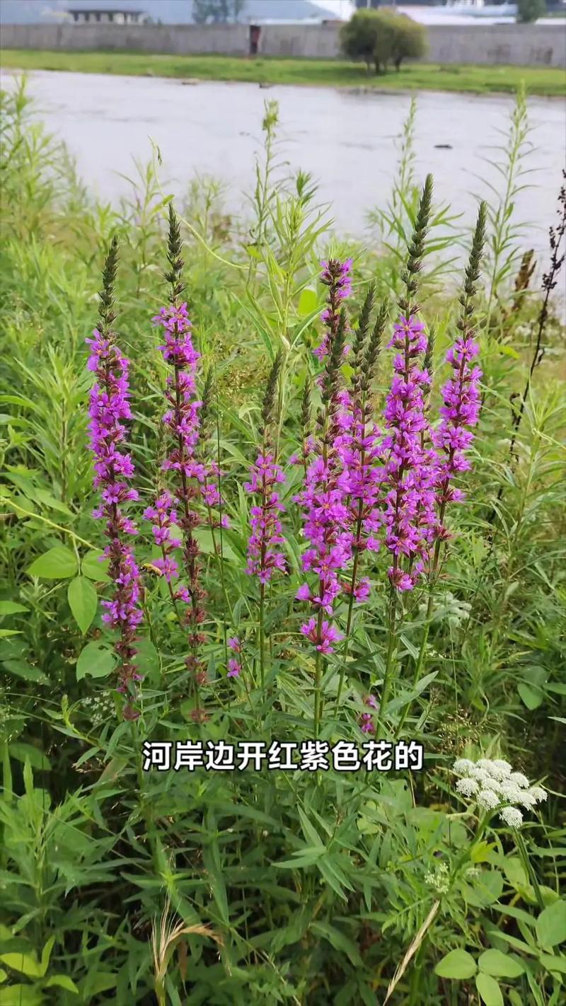 千屈菜怎么养，千屈菜如何种植-第4张图片-优品飞百科