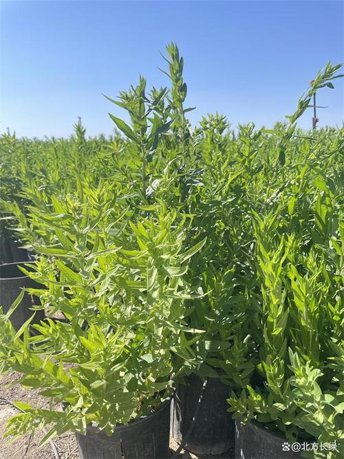 千屈菜怎么养，千屈菜如何种植-第5张图片-优品飞百科