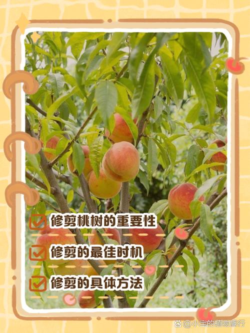 桃树不同时期的管理及修剪方法，桃树的修剪时间是几月份