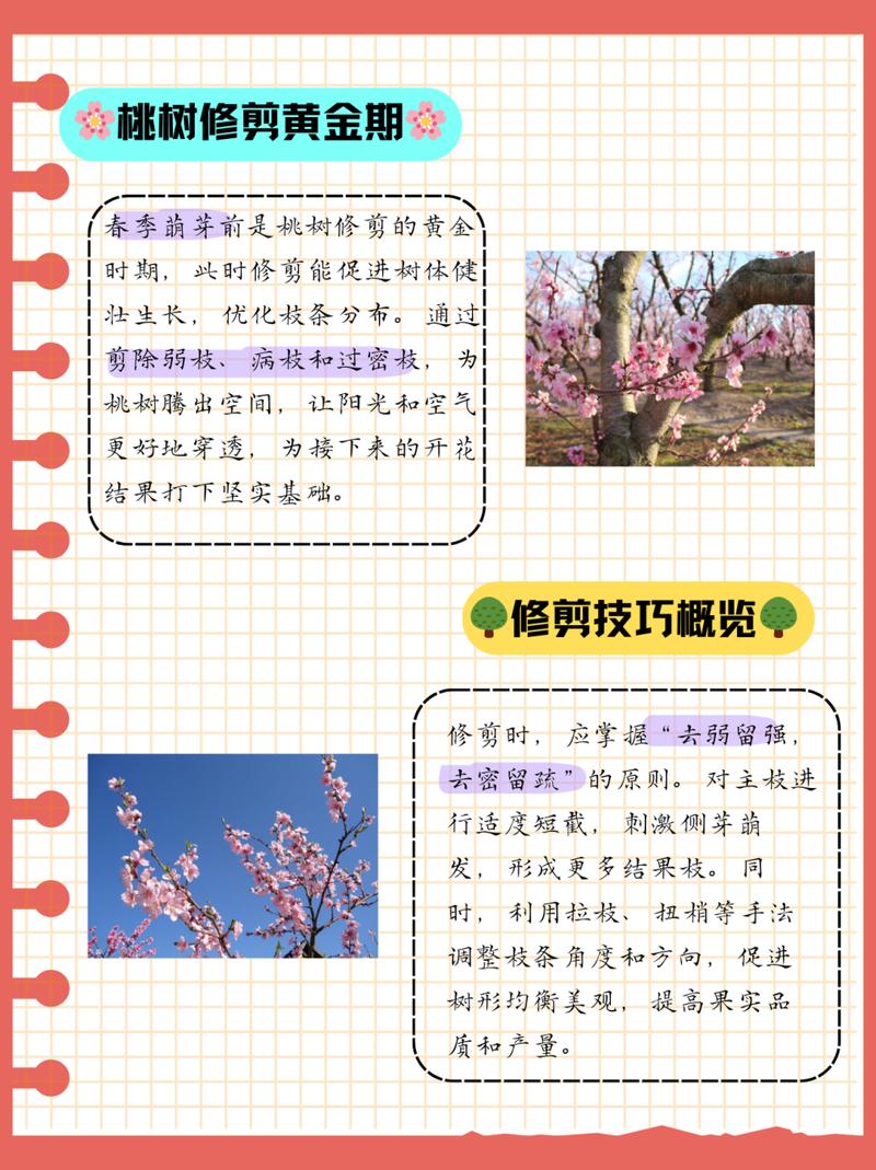 桃树不同时期的管理及修剪方法，桃树的修剪时间是几月份-第2张图片-优品飞百科