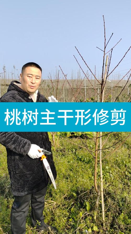 桃树不同时期的管理及修剪方法，桃树的修剪时间是几月份-第3张图片-优品飞百科