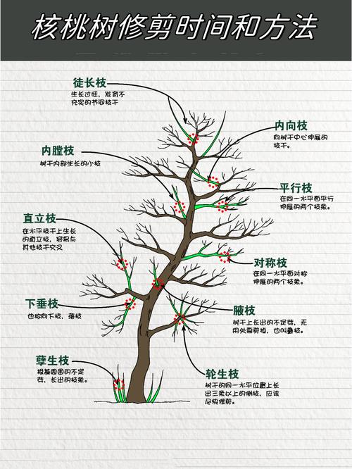 桃树不同时期的管理及修剪方法，桃树的修剪时间是几月份-第4张图片-优品飞百科