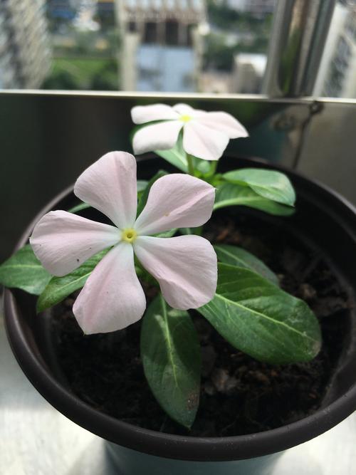 长春花开花多久结种子，长春花多少天发芽？