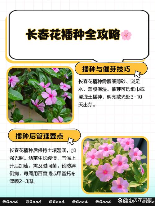 长春花开花多久结种子，长春花多少天发芽？-第3张图片-优品飞百科