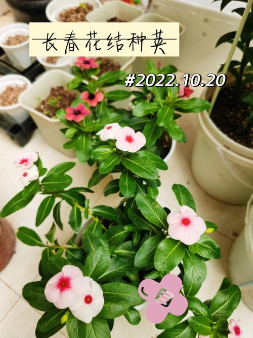 长春花开花多久结种子，长春花多少天发芽？-第4张图片-优品飞百科