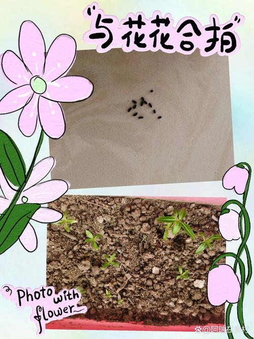 长春花开花多久结种子，长春花多少天发芽？-第5张图片-优品飞百科