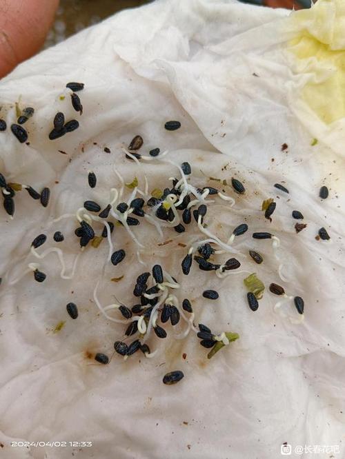 长春花开花多久结种子，长春花多少天发芽？-第6张图片-优品飞百科