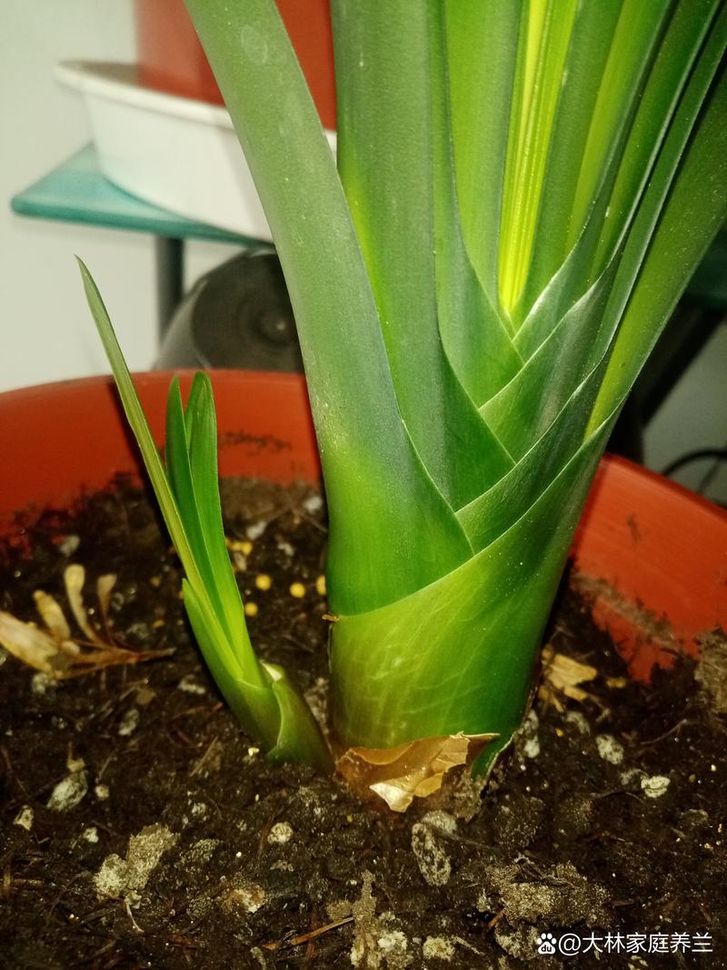 垂笑君子兰怎么施肥？垂笑君子兰种子种植？