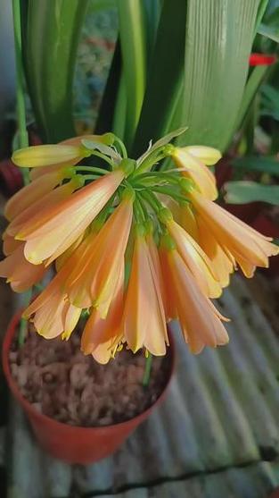 垂笑君子兰怎么施肥?垂笑君子兰种子种植?-第2张图片-优品飞百科 垂笑君子兰怎么施肥?垂笑君子兰种子种植?-第2张图片-优品飞百科