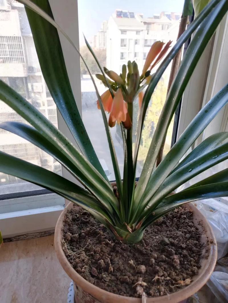 垂笑君子兰怎么施肥?垂笑君子兰种子种植?-第3张图片-优品飞百科 垂笑君子兰怎么施肥?垂笑君子兰种子种植?-第3张图片-优品飞百科