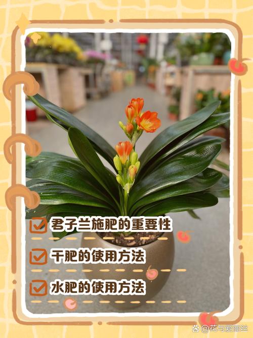 垂笑君子兰怎么施肥?垂笑君子兰种子种植?-第4张图片-优品飞百科 垂笑君子兰怎么施肥?垂笑君子兰种子种植?-第4张图片-优品飞百科