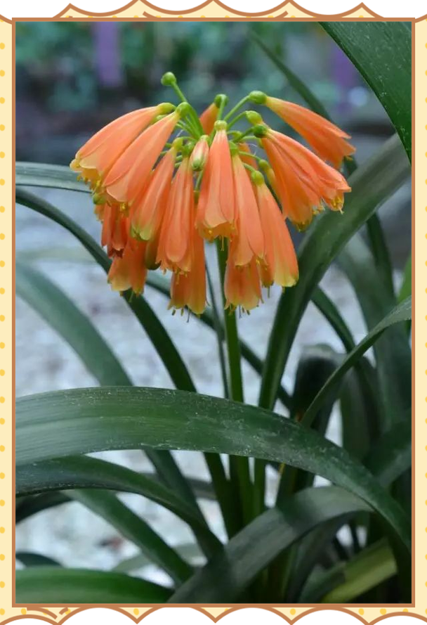 垂笑君子兰怎么施肥?垂笑君子兰种子种植?-第5张图片-优品飞百科 垂笑君子兰怎么施肥?垂笑君子兰种子种植?-第5张图片-优品飞百科