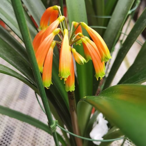 垂笑君子兰怎么施肥?垂笑君子兰种子种植?-第6张图片-优品飞百科 垂笑君子兰怎么施肥?垂笑君子兰种子种植?-第6张图片-优品飞百科