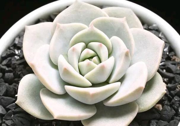 多肉白牡丹怎么变老桩，多肉白牡丹的养护？