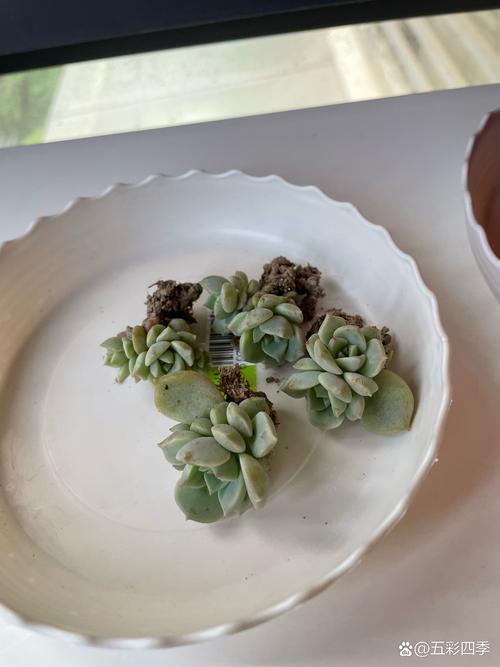 多肉白牡丹怎么变老桩，多肉白牡丹的养护？-第2张图片-优品飞百科