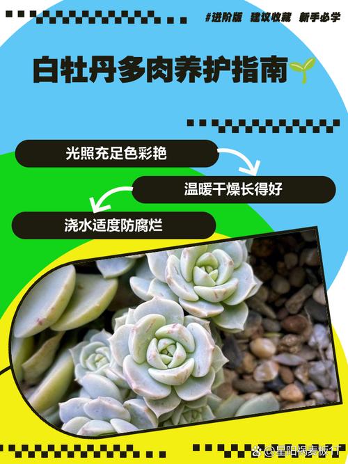 多肉白牡丹怎么变老桩，多肉白牡丹的养护？-第3张图片-优品飞百科