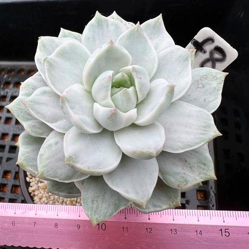 多肉白牡丹怎么变老桩，多肉白牡丹的养护？-第4张图片-优品飞百科