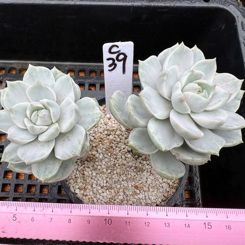 多肉白牡丹怎么变老桩，多肉白牡丹的养护？-第5张图片-优品飞百科