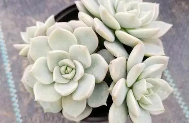 多肉白牡丹怎么变老桩，多肉白牡丹的养护？-第6张图片-优品飞百科