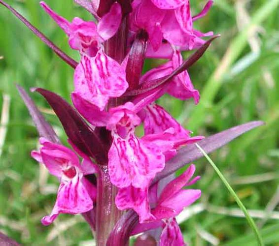 宽叶红门兰怎么浇水，宽叶红门兰怎么浇水施肥？