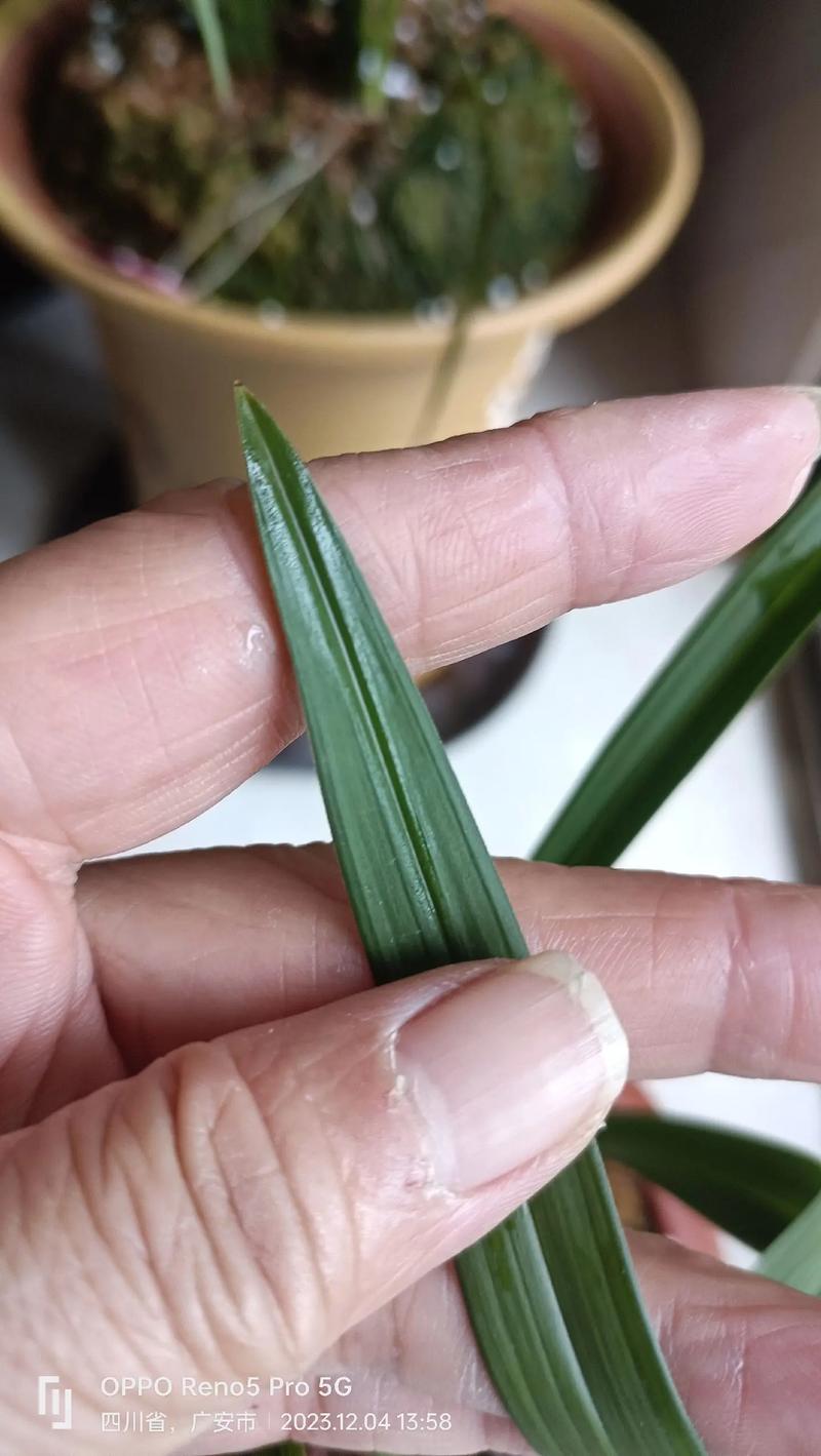 宽叶红门兰怎么浇水，宽叶红门兰怎么浇水施肥？-第2张图片-优品飞百科