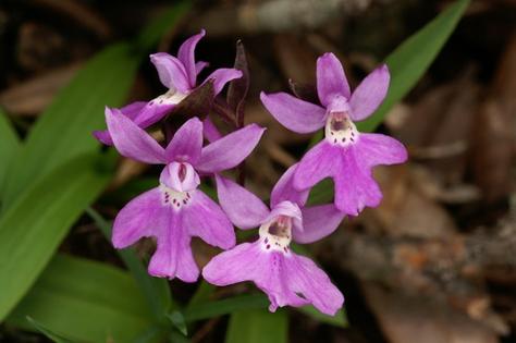 宽叶红门兰怎么浇水，宽叶红门兰怎么浇水施肥？-第3张图片-优品飞百科