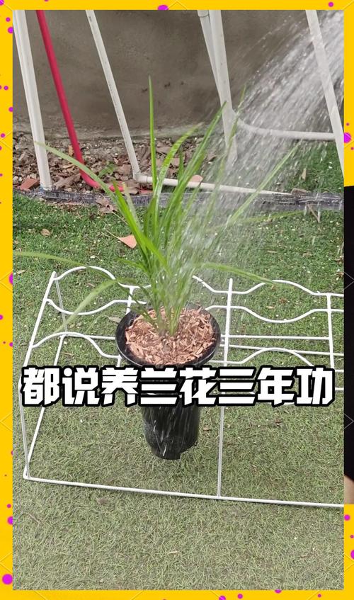 宽叶红门兰怎么浇水，宽叶红门兰怎么浇水施肥？-第4张图片-优品飞百科