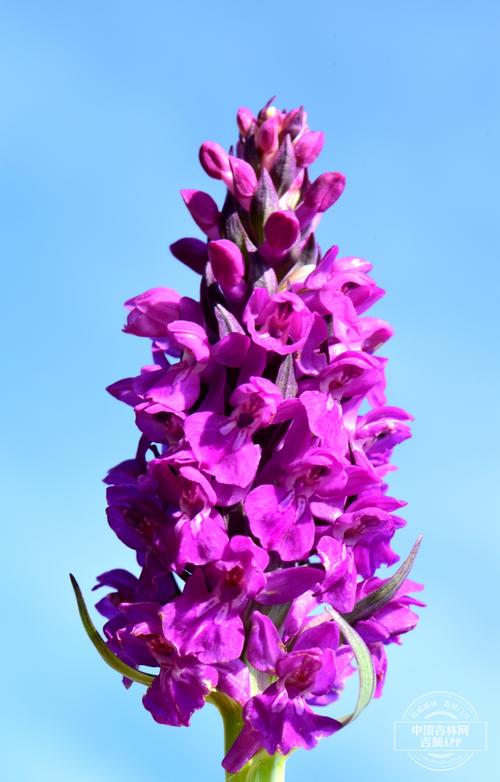 宽叶红门兰怎么浇水，宽叶红门兰怎么浇水施肥？-第5张图片-优品飞百科