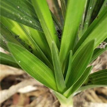 宽叶红门兰怎么浇水，宽叶红门兰怎么浇水施肥？-第6张图片-优品飞百科