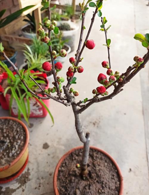 海棠施肥最佳时间,海棠施肥用什么肥料好-第2张图片-优品飞百科 海棠施肥最佳时间,海棠施肥用什么肥料好-第2张图片-优品飞百科