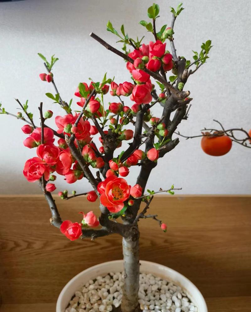 海棠施肥最佳时间,海棠施肥用什么肥料好-第6张图片-优品飞百科 海棠施肥最佳时间,海棠施肥用什么肥料好-第6张图片-优品飞百科