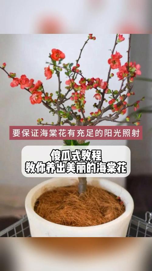 海棠施肥最佳时间,海棠施肥用什么肥料好-第7张图片-优品飞百科 海棠施肥最佳时间,海棠施肥用什么肥料好-第7张图片-优品飞百科