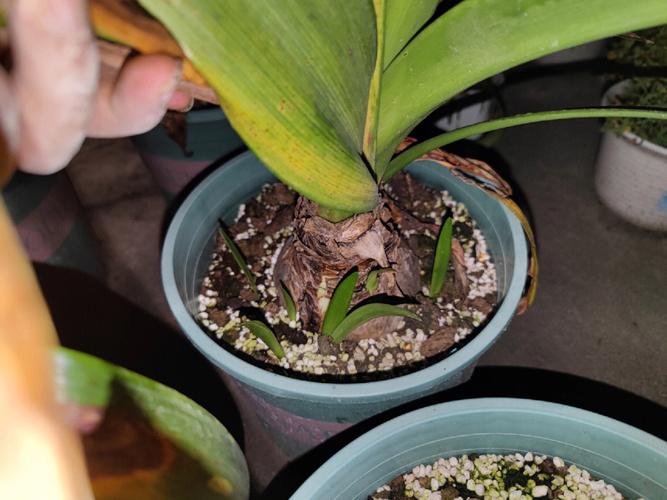 孔雀球施肥方法，孔雀球鱼