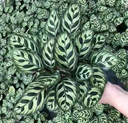 孔雀球施肥方法，孔雀球鱼-第2张图片-优品飞百科