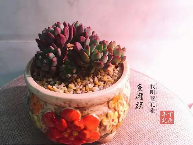 孔雀球施肥方法，孔雀球鱼-第3张图片-优品飞百科