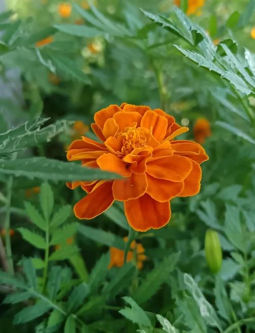 孔雀球施肥方法，孔雀球鱼-第4张图片-优品飞百科