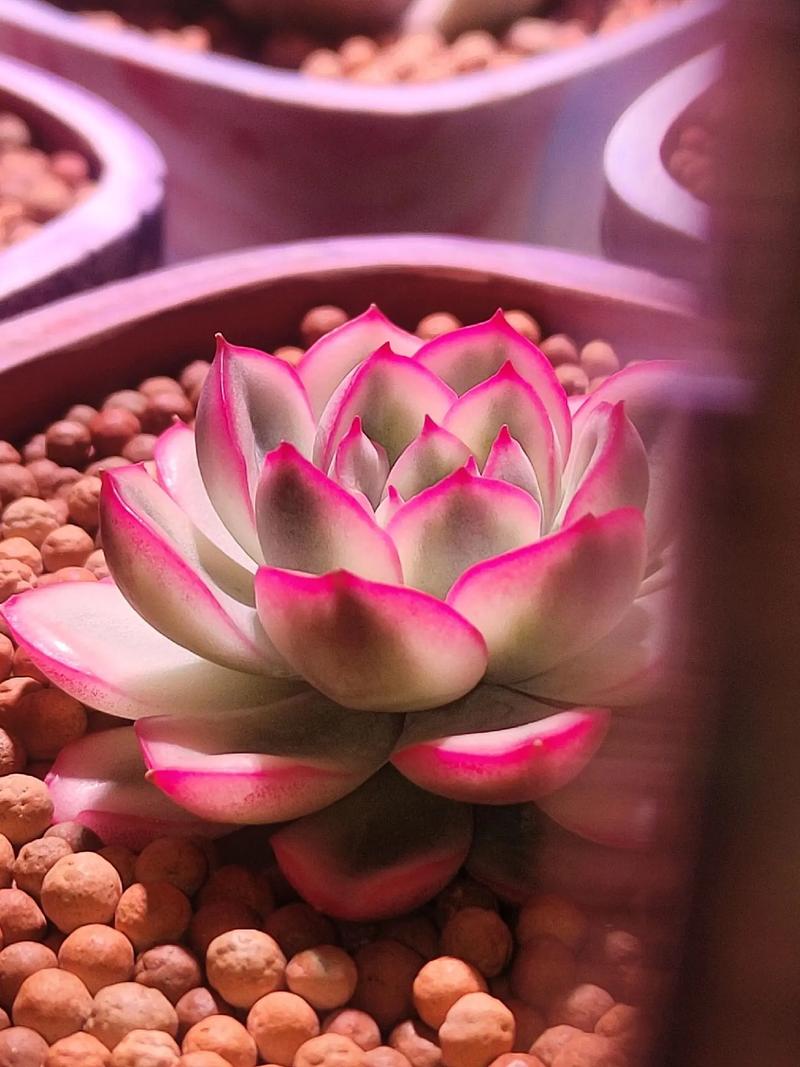 雨燕座的养护技巧？雨燕座怎么爆盆多头？