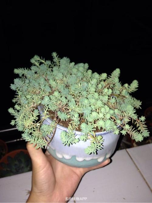 雨燕座的养护技巧？雨燕座怎么爆盆多头？-第3张图片-优品飞百科