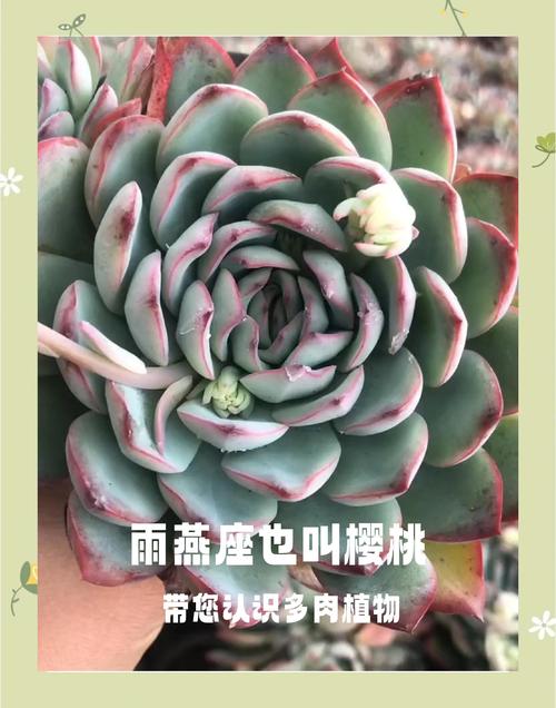 雨燕座的养护技巧？雨燕座怎么爆盆多头？-第2张图片-优品飞百科