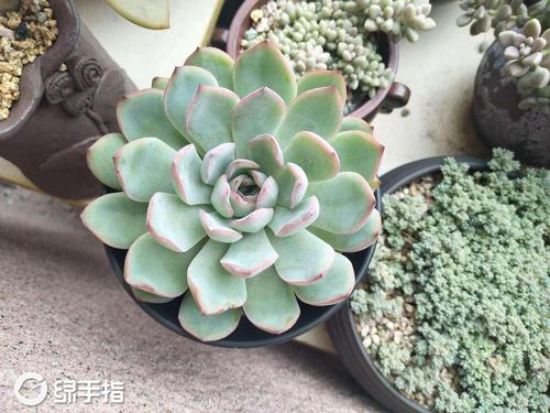 雨燕座的养护技巧？雨燕座怎么爆盆多头？-第4张图片-优品飞百科